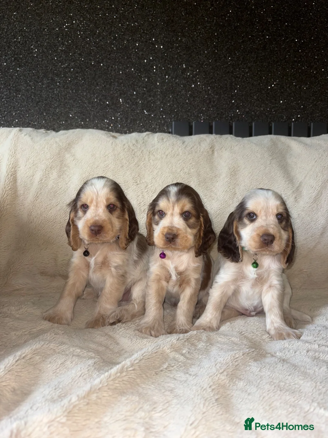 Cocker Spaniel dogs for sale: KC Registered Show Cockerspaniel Puppy in Morecambe - Advert 11
