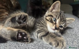 Mixed Breed cats for sale: Beautiful kittens!!!!! READY from 7/08/25 - Image 37