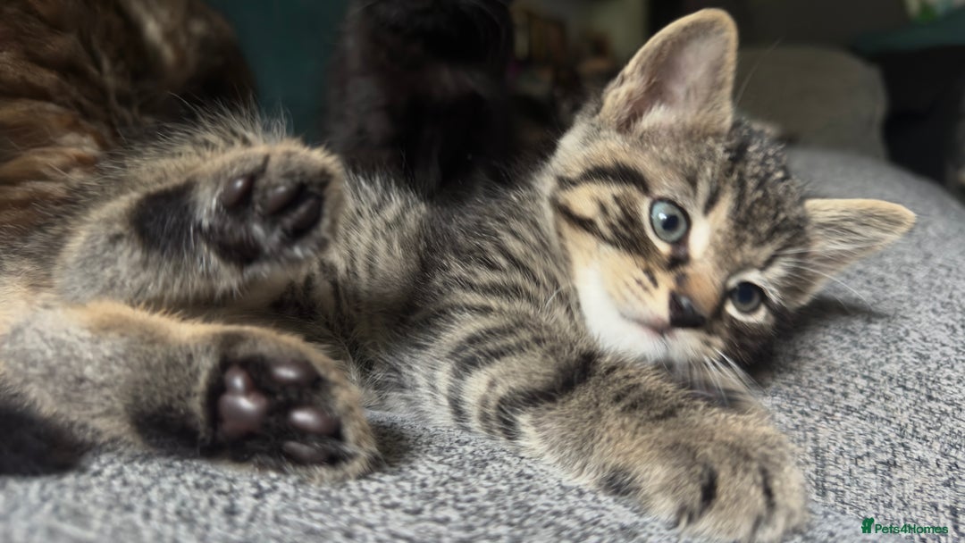 Mixed Breed cats for sale: Beautiful kittens!!!!! READY from 7/08/25 - Image 37
