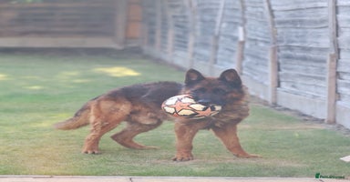 German Shepherd dogs - Advert 12