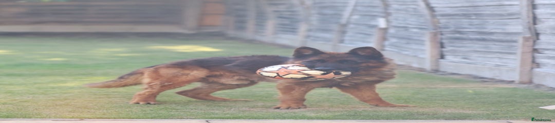 Tyson