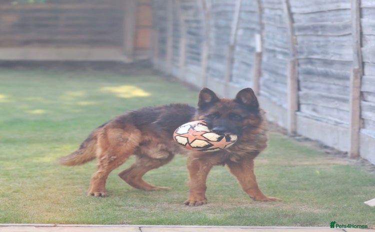 German Shepherd dogs - Advert 1