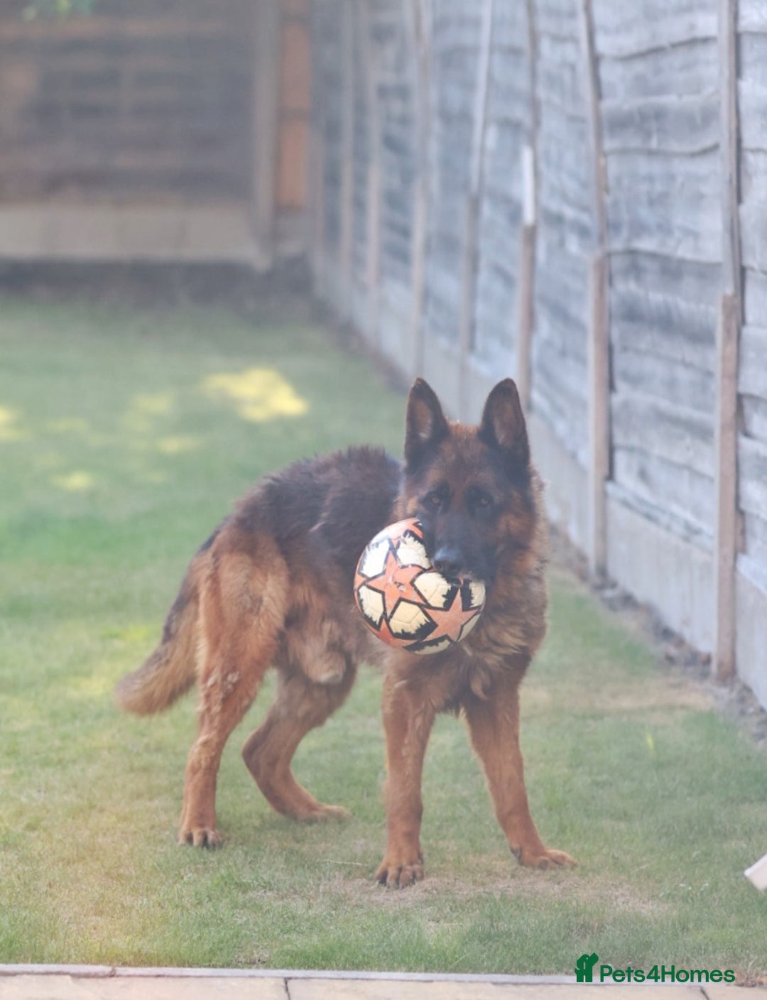 German Shepherd dogs for sale: Tyson - KC registered German shepherd  - Image 2