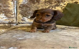 Miniature Dachshund dogs for sale: Miniature dachshund puppies - Image 6