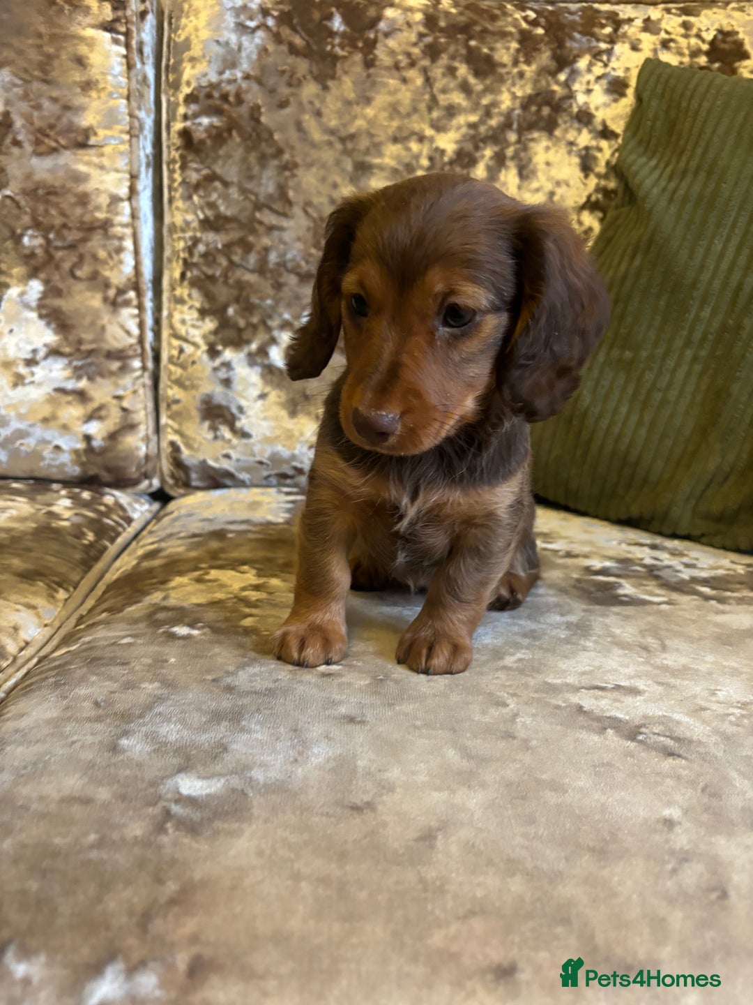 Miniature Dachshund dogs for sale: Miniature dachshund puppies - Image 6