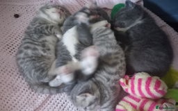 British Shorthair cats for sale: Adorable blue grey kittens - Image 4