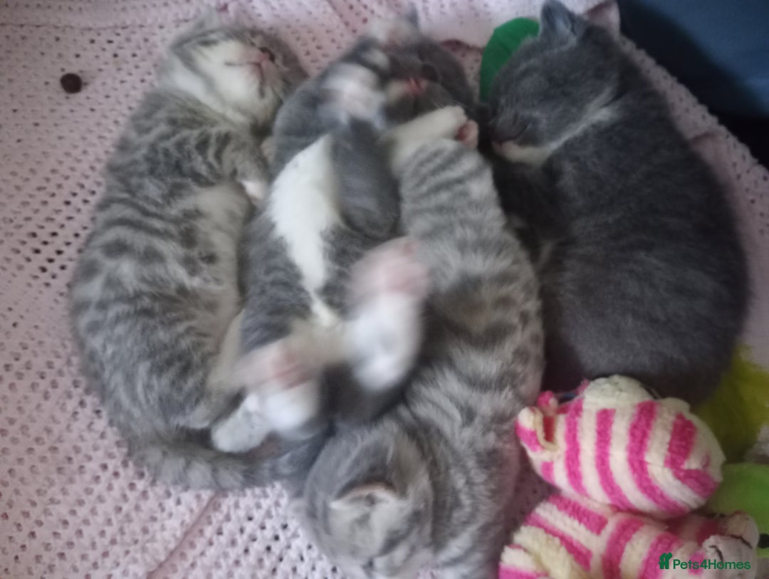 British Shorthair cats for sale: Adorable blue grey kittens - Image 4