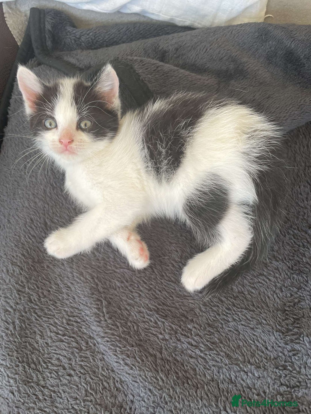 Domestic Shorthair cats for sale: Kittens for sale - Image 6