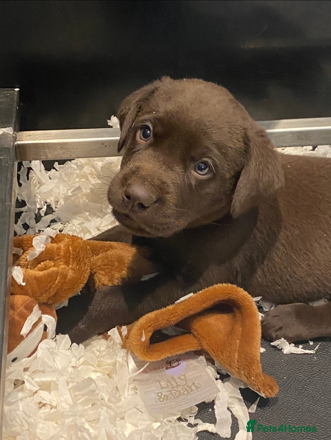 Labrador Retriever dogs for sale: 5 ⭐️  **  CHOCOLATE KC REG VET CHECKED, 1ST VAC - Advert 15