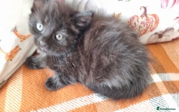 Mixed Breed cats for sale: Gorgeous Large Maine Coon Cross Kittens - Image 25