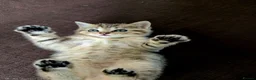 Scottish Fold cats for sale: Scottish fold litter due early September - Advert 19