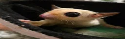 Sugar Glider rodents for sale: 2 female sugar gliders in Falmouth - Advert 4