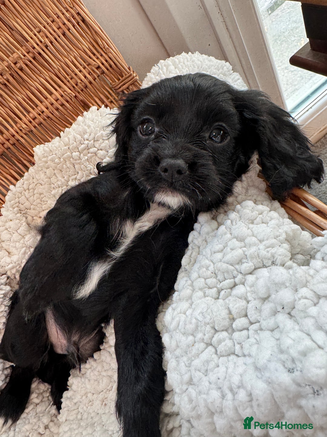 Cavapoo dogs for sale: Cavalier King Charles  - Image 3