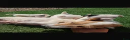 Jack Russell dogs for sale: Beautiful jack Russell puppies  in Reading - Advert 10