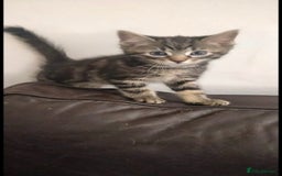 Ragdoll cats for sale: Beautiful Ragdoll x Kittens  - Advert 11