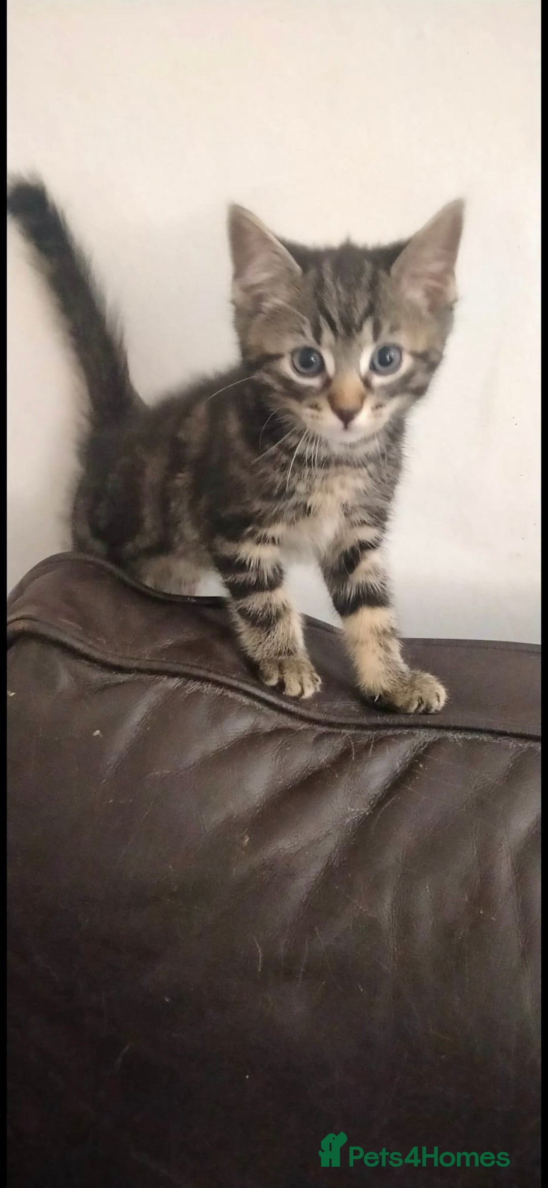 Ragdoll cats for sale: Beautiful Ragdoll x Kittens  - Advert 11