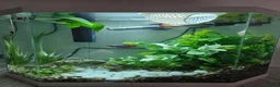 Bettas fish for sale: 5 Female Juvinile Bettas - Advert 1
