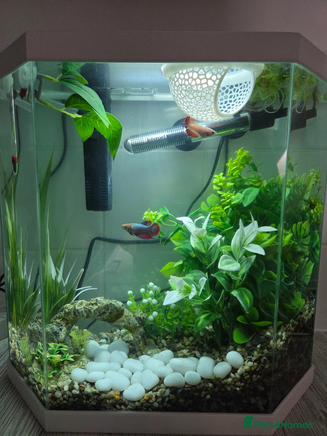 Bettas fish for sale: 5 Female Juvinile Bettas - Advert 1