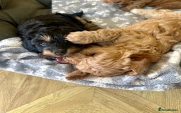 Cavapoo dogs for sale: Beautiful F1b cavapoo puppies - Image 2