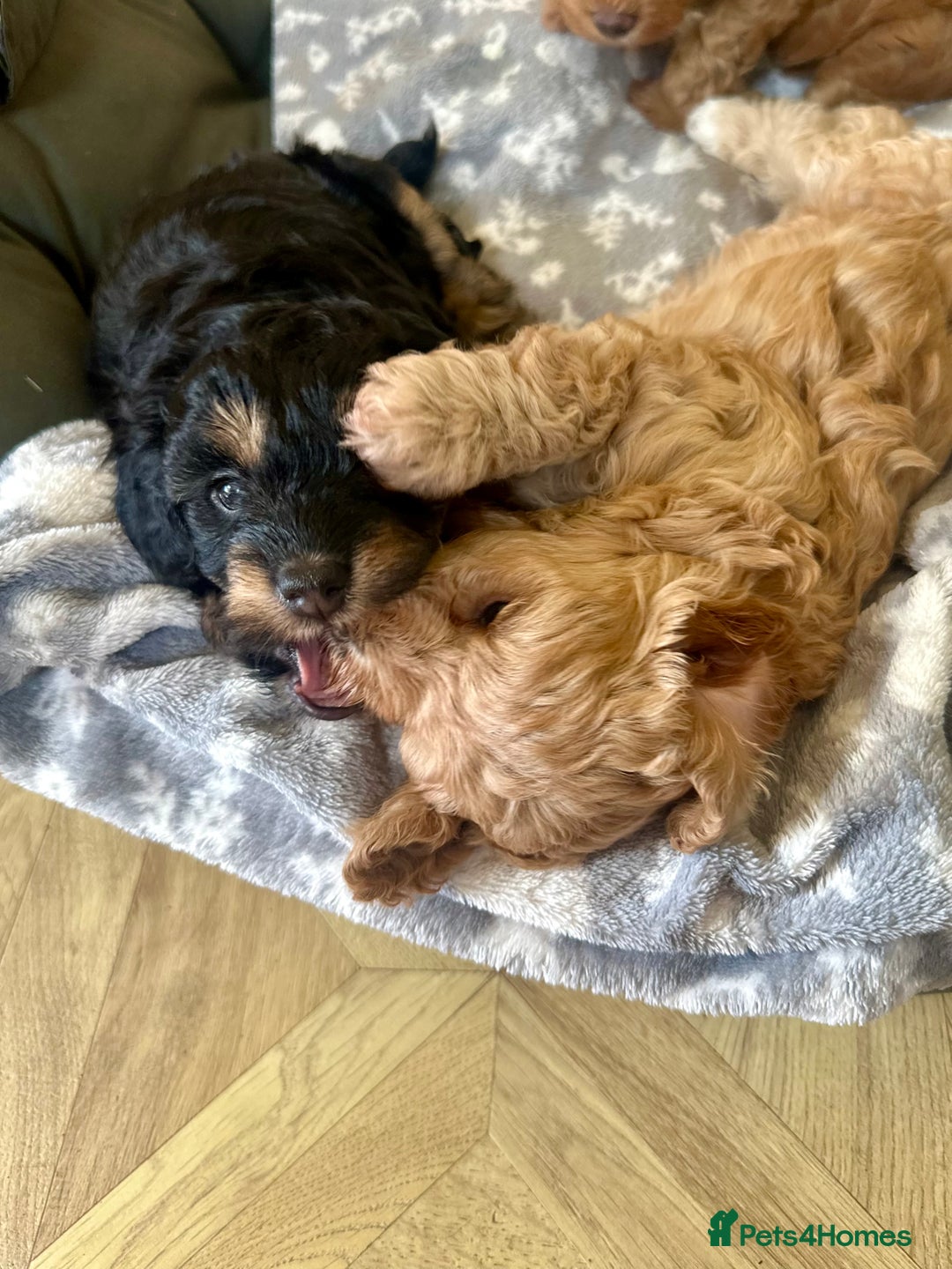 Cavapoo dogs for sale: Beautiful F1b cavapoo puppies - Image 2