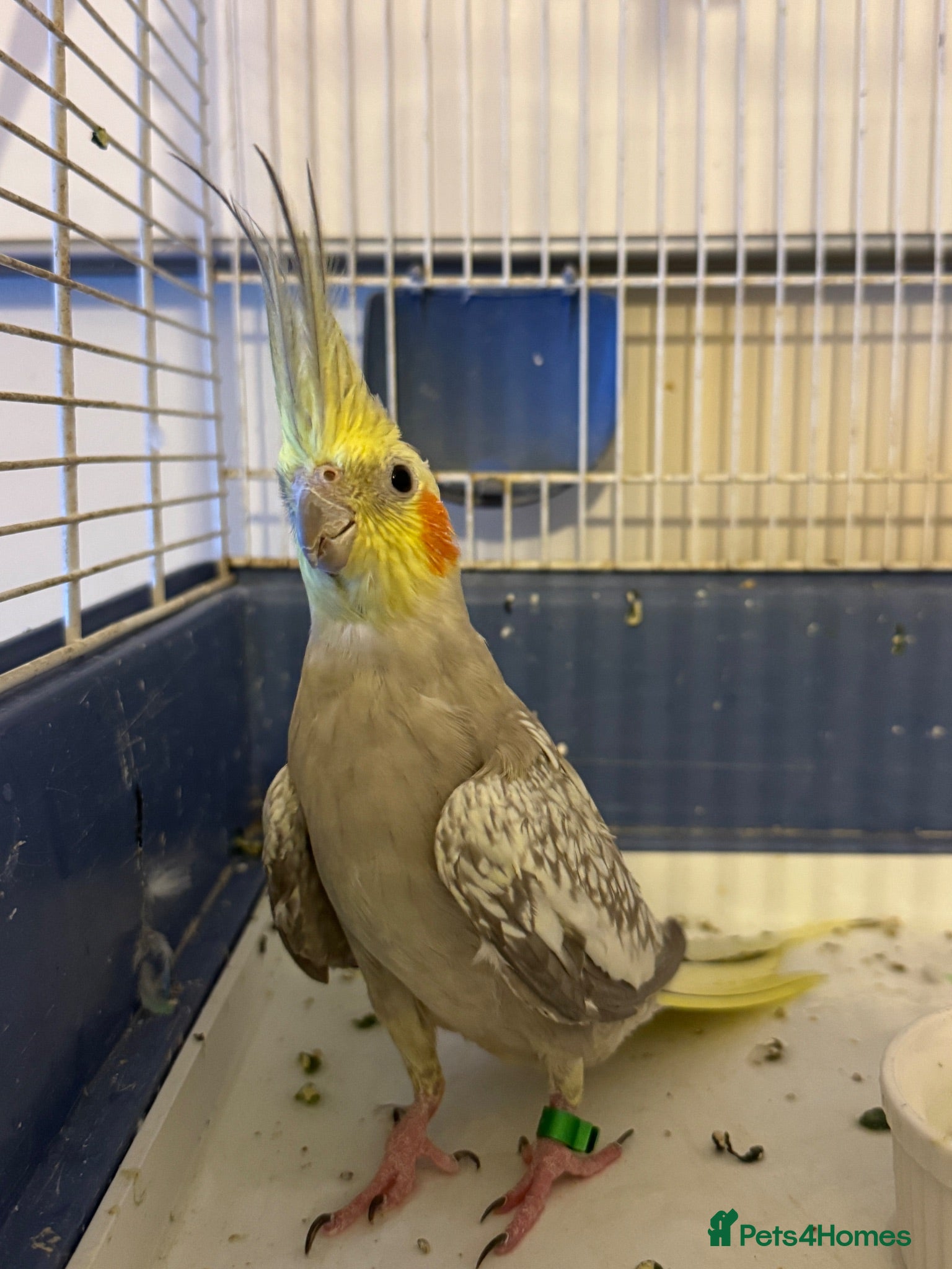 Cockatiels birds Beautiful Cockatiel Friendly & Healthy + Full Cage - Advert 1