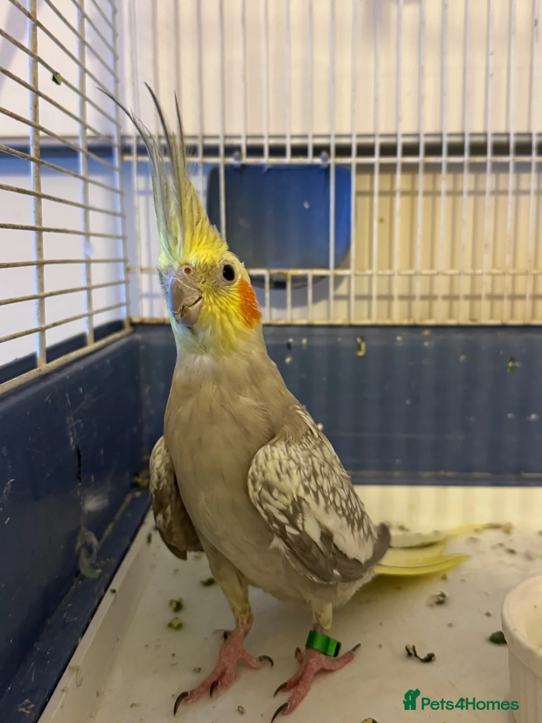 Cockatiels birds for sale: Beautiful Cockatiel Friendly & Healthy + Full Cage - Advert 1