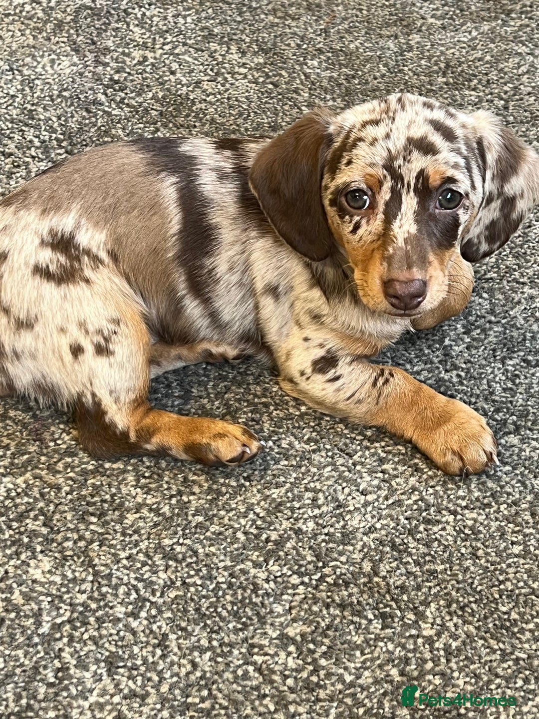 HOT Weiner Dog Dapple Colored Dachshund Weiner Dog Dapple