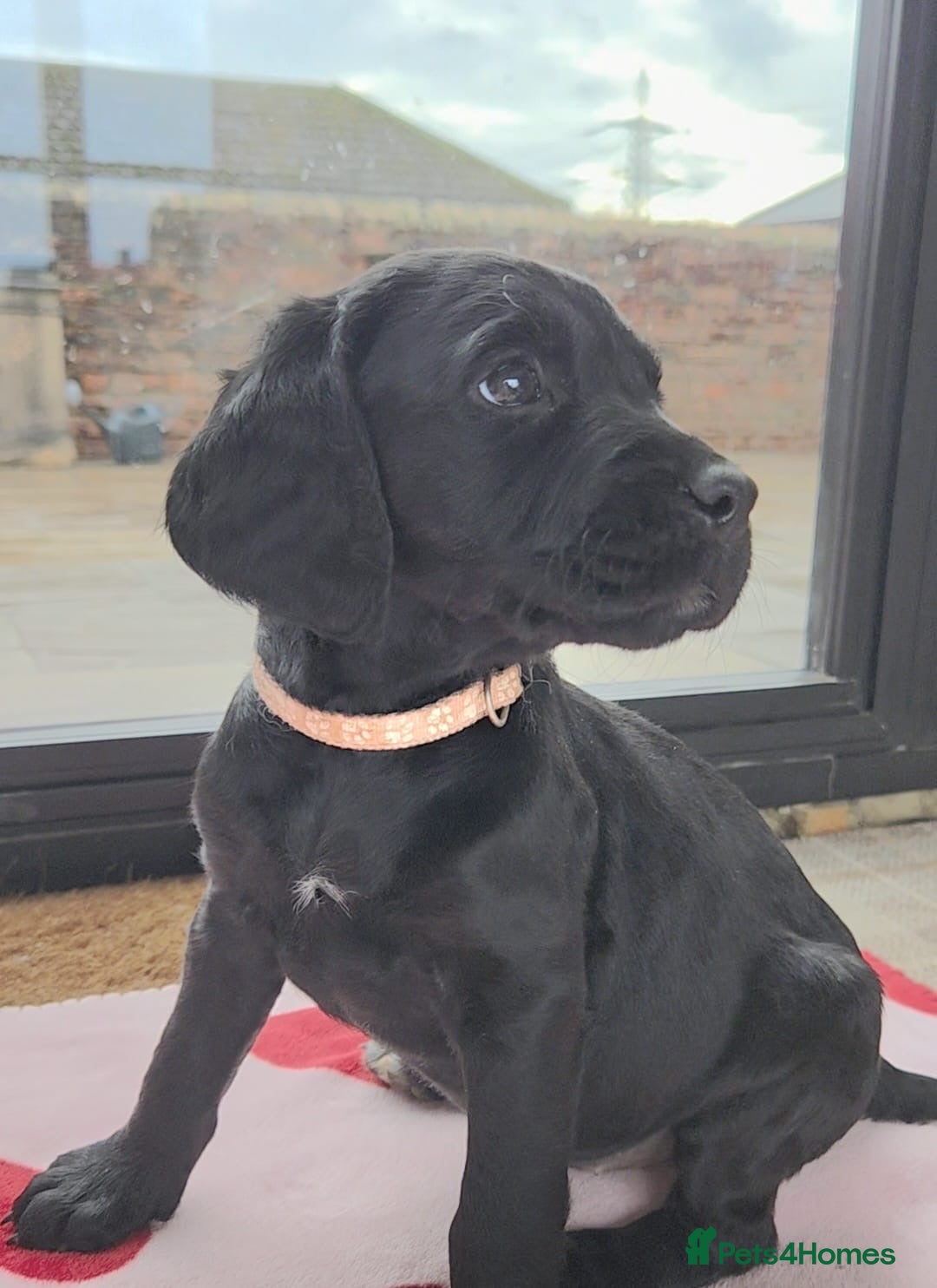 Mixed Breed dogs Irish Water Spaniel mum and Fox Red Labrador dad - Advert 12