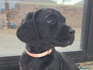 Mixed Breed dogs Irish Water Spaniel mum and Fox Red Labrador dad - Advert 12