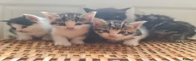 Mixed Breed 3