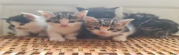 Mixed Breed cats for sale: 5 kittens for sale  - Advert 32