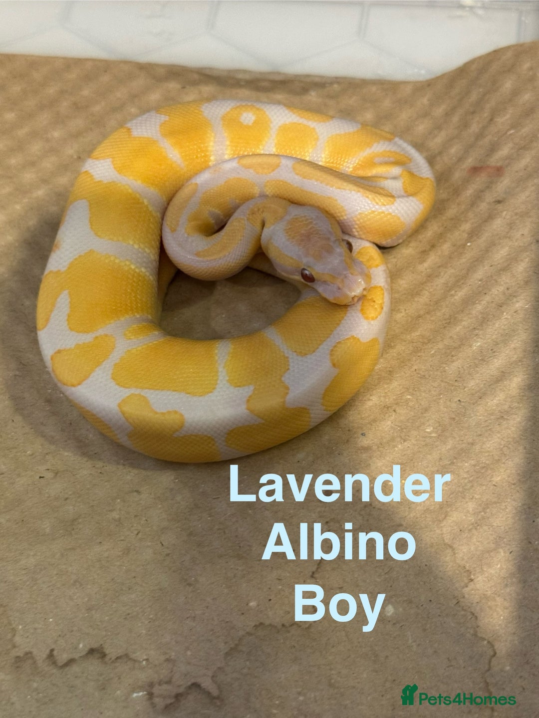 Python Snake reptiles for sale: Ball python collection  - Advert 5