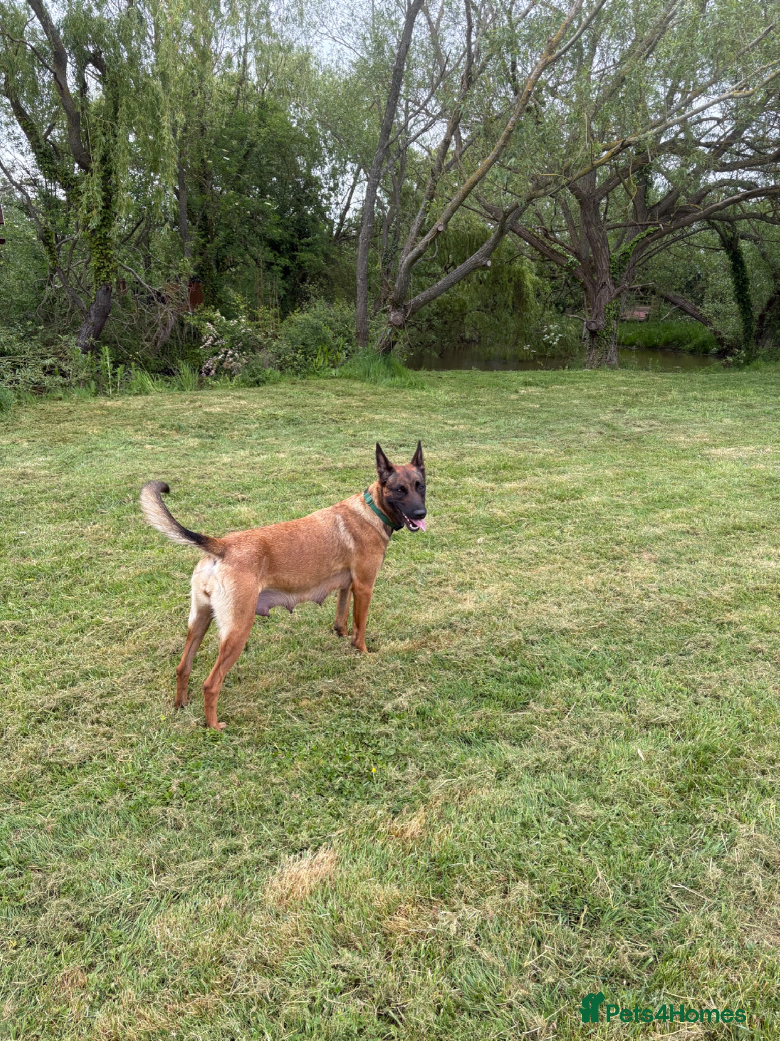 Belgian Shepherd Dog dogs for sale: **READY NOW** Belgian Mallinois Pups - Advert 11