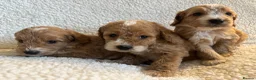 Cockapoo dogs for sale: F1bcockapoo puppies - DNA Health test clear  in Staines - Advert 11
