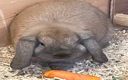Mini Lop rabbits for sale: 3 x Mini Lop  - Image 4
