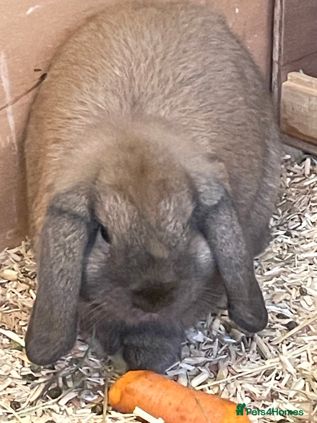Mini Lop rabbits for sale: 3 x Mini Lop  - Image 4
