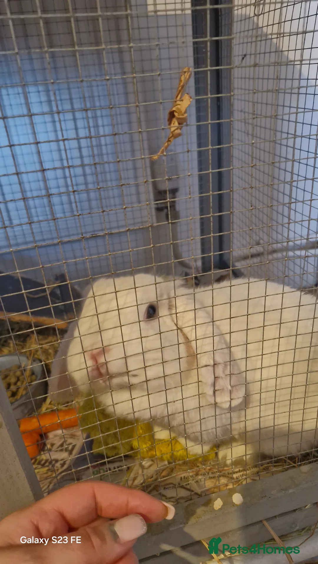 Dwarf Lop rabbits for sale: Free to good home  in Bristol - Advert 2