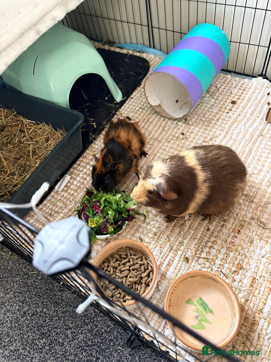 Guinea Pig rodents for sale: Guinea pigs-boar  - Advert 3