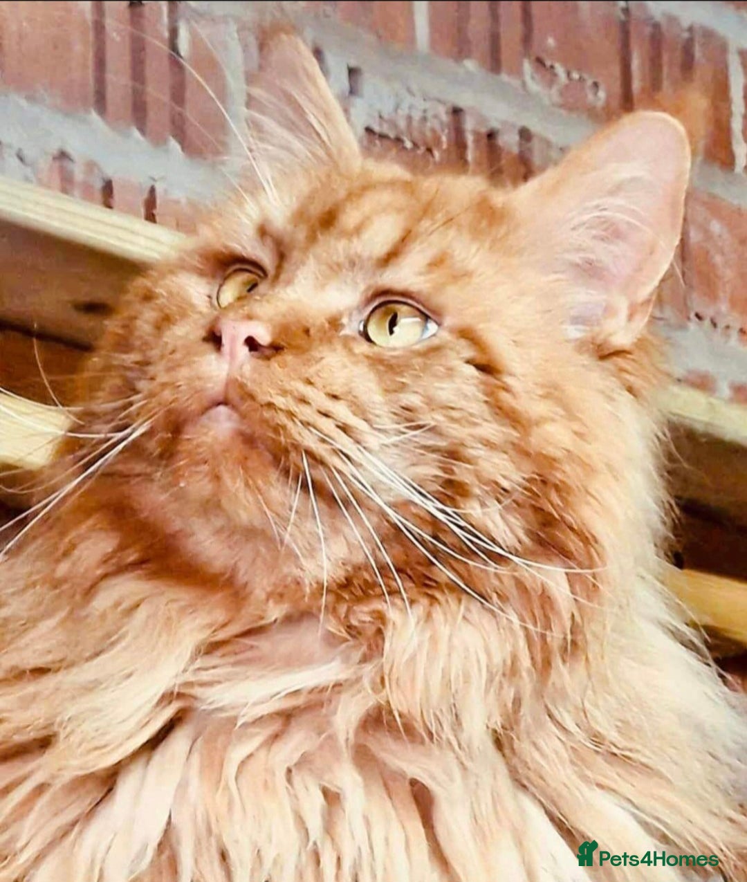 Maine Coon cats for sale: TICA REGISTERED MAINE COON KITTENS - Image 31