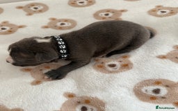 Staffordshire Bull Terrier dogs for sale: Beautiful puppies staffordshire bull terier 🥰 - Image 16