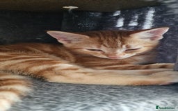 British Shorthair cats for sale: Ginger Cat  - Image 3