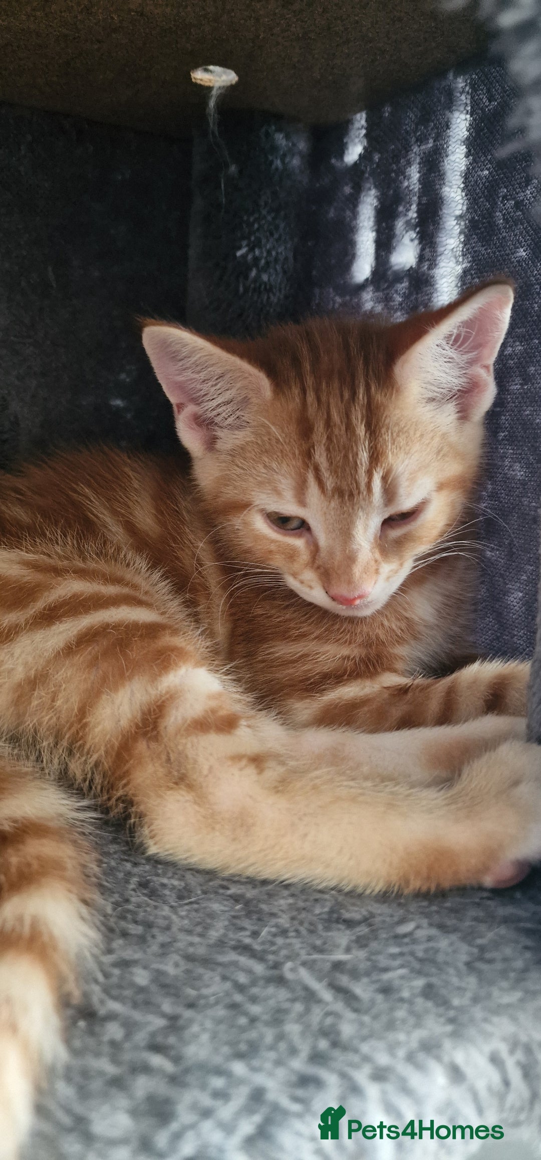 British Shorthair cats for sale: Ginger Cat  - Image 3