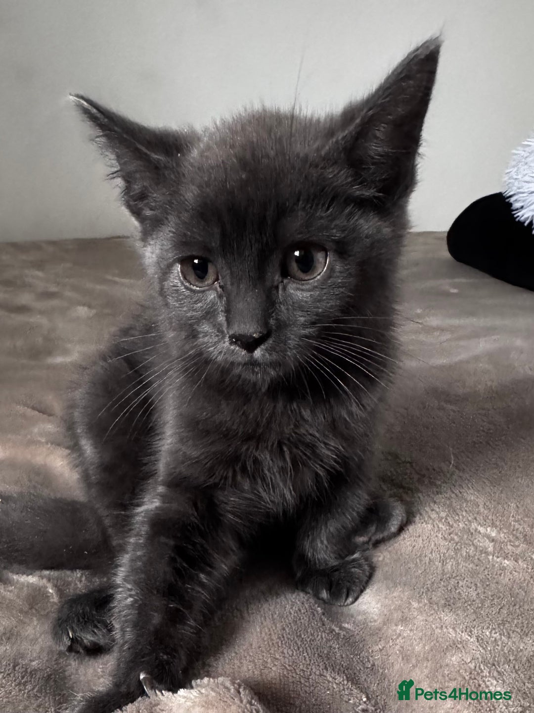 Mixed Breed cats for sale:  4 Kittens British long & short hair mixed breed. - Advert 32