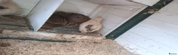 Quail poultry for sale: Qauil  - Advert 3