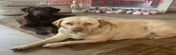 Labrador Retriever dogs for sale: 🐕🐕 6 adorable old English Labrador puppys 🐕🐕 - Advert 11