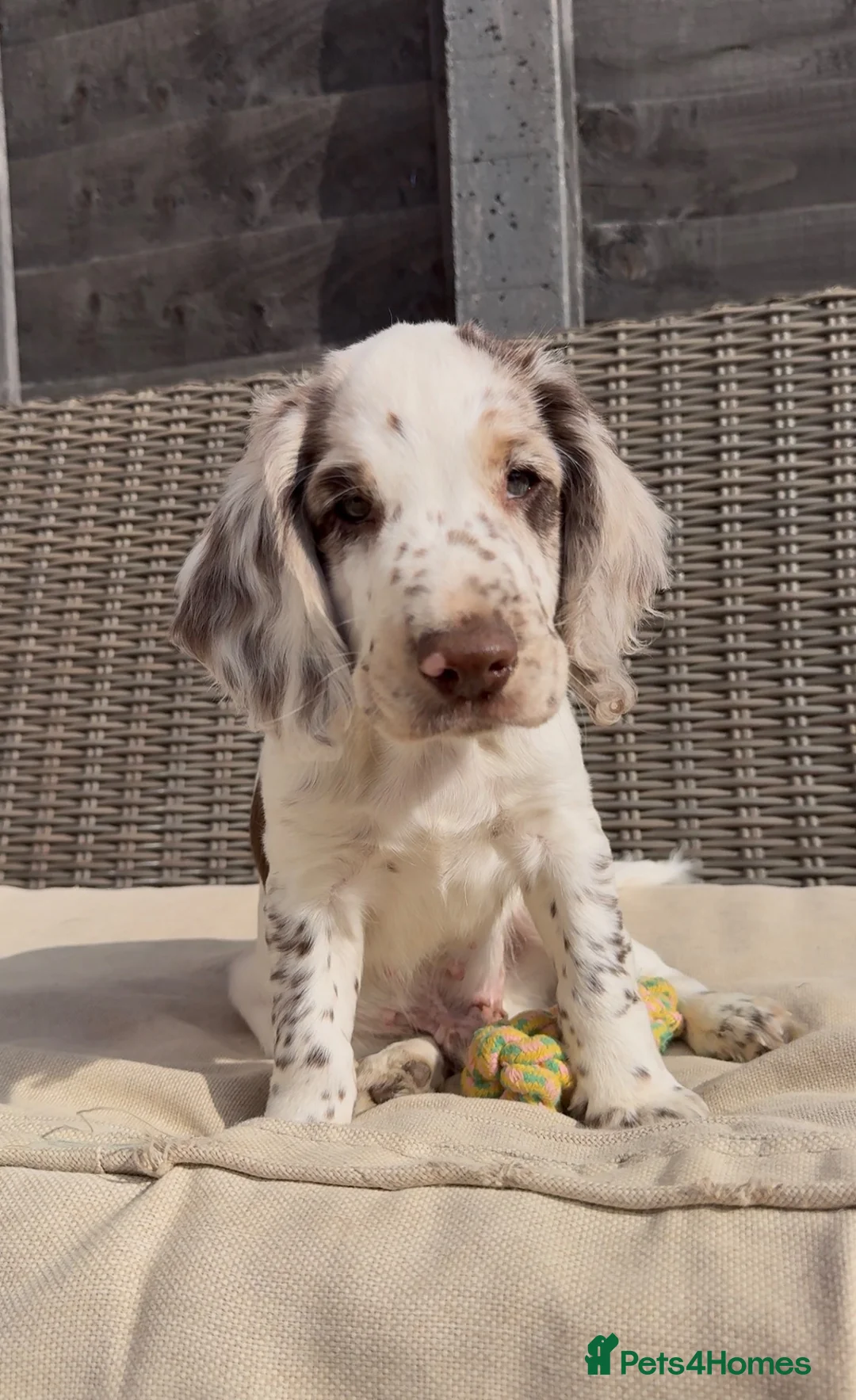 Cocker Spaniel dogs for sale: 6 beautiful cocker spaniel puppies (2 boys left!) - Advert 2
