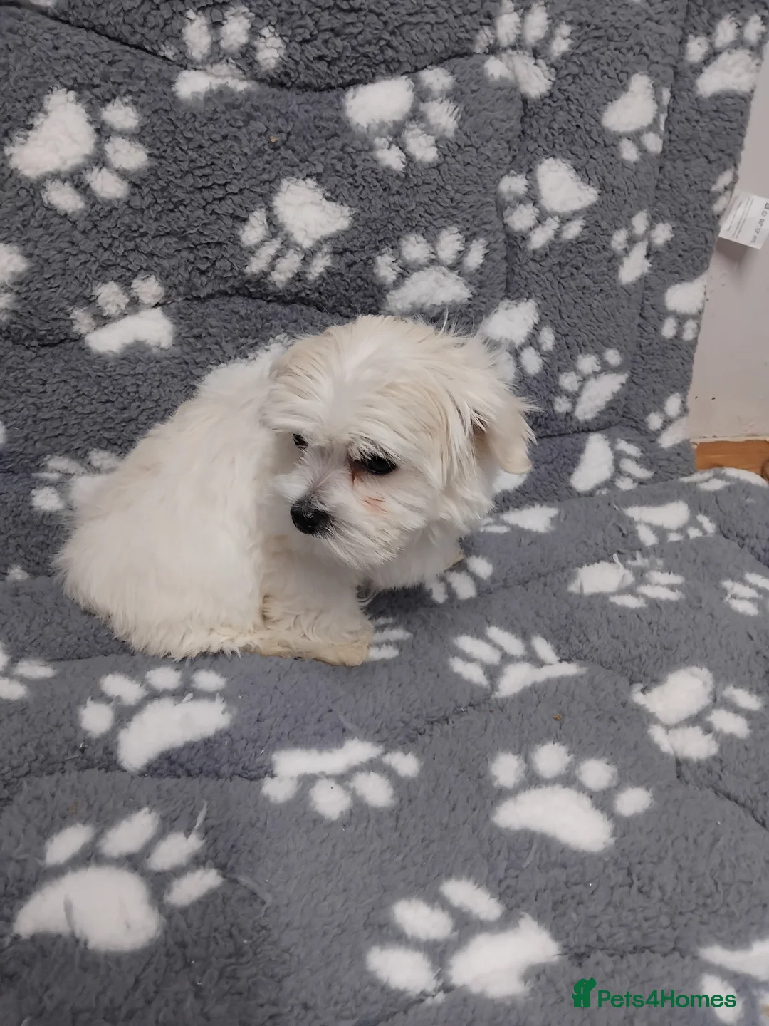 Maltese dogs for sale: Maltese female puppy - Advert 10
