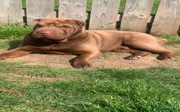 Shar Pei dogs for stud: Shar pei stud  - Image 4