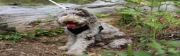 Miniature Poodle dogs for stud: Ralph-Chocolate Merle miniature poodle stud  - Advert 8