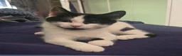 Turkish Angora cats for sale: Black pearl girl and charming boy waiting for you. - Advert 6